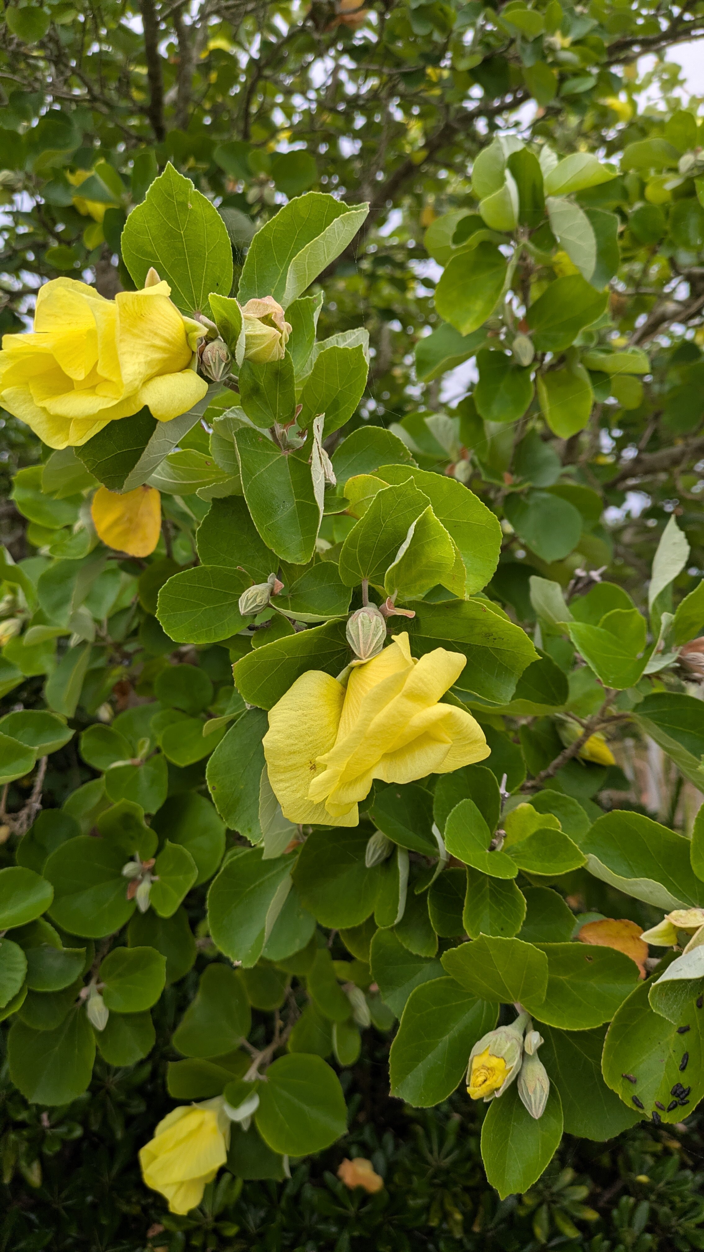 ①花.jpg