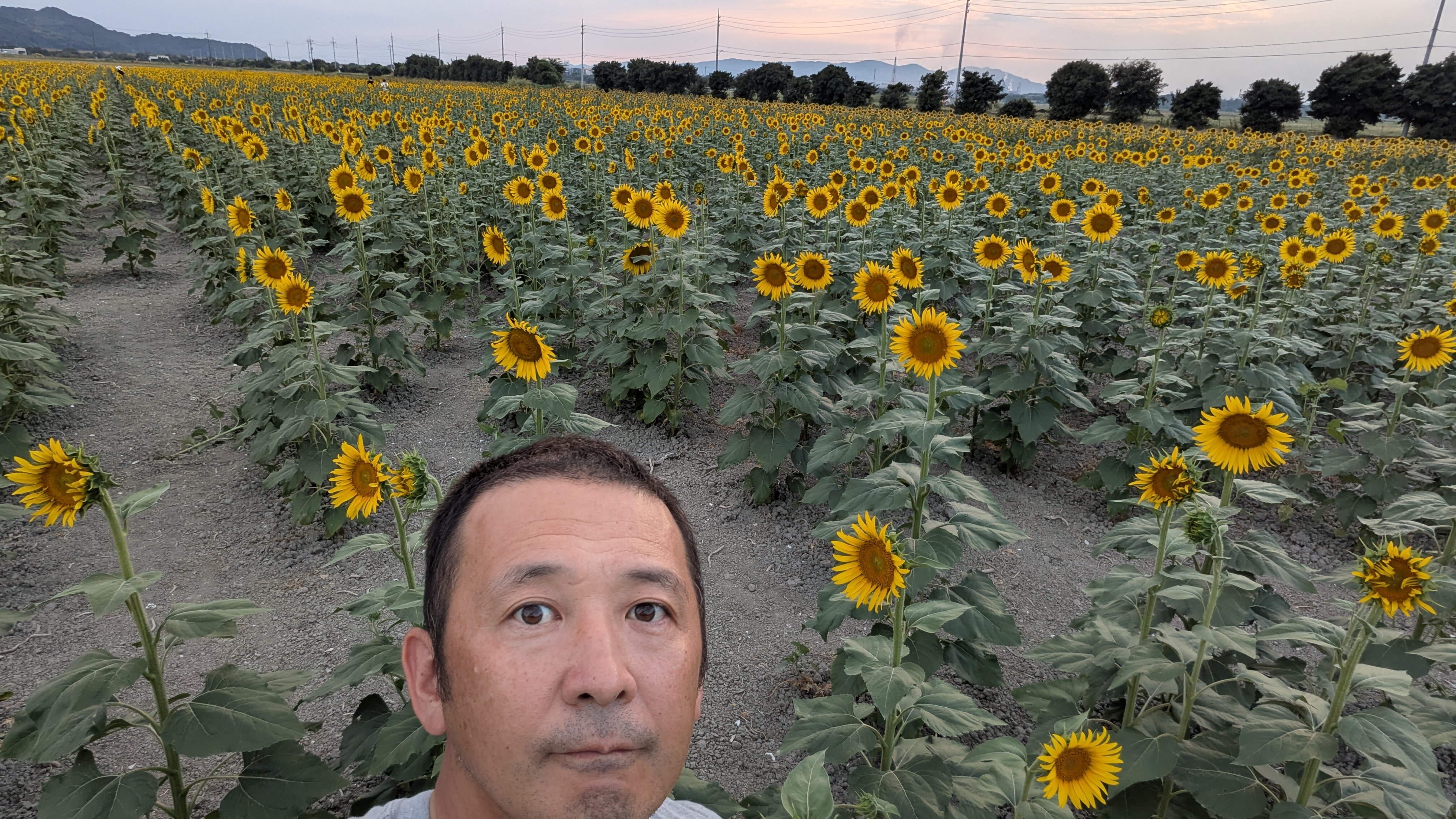 ③向日葵.jpg